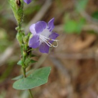 Strobilanthes cordifolia (Vahl) J.R.I.Wood